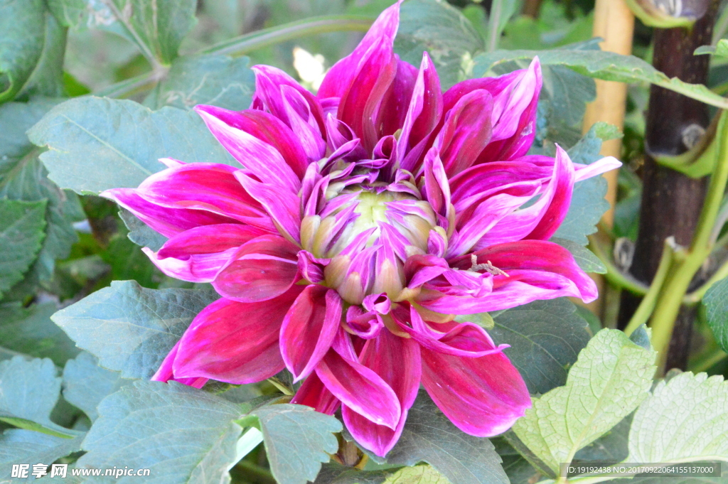大丽花
