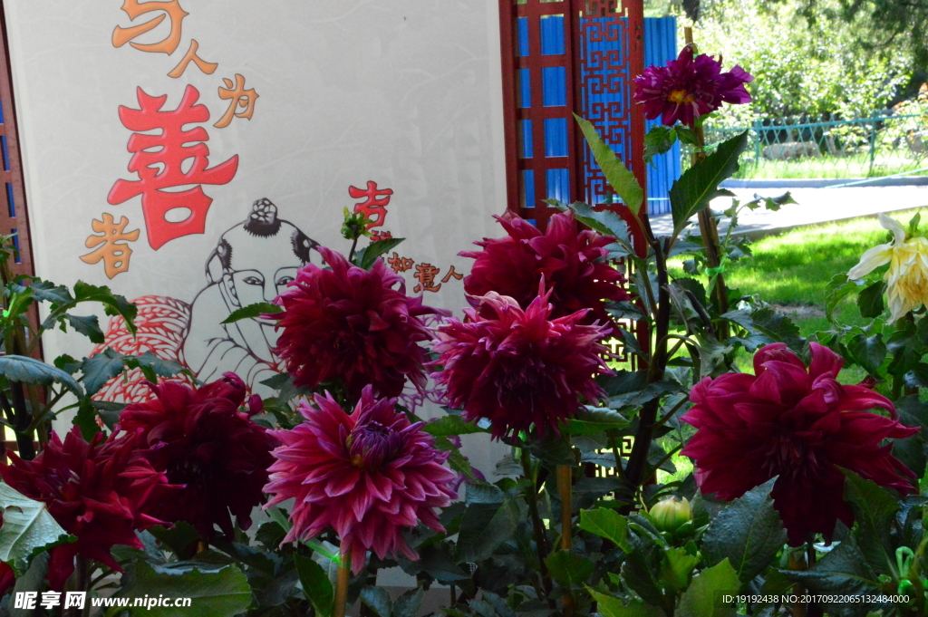 大丽花