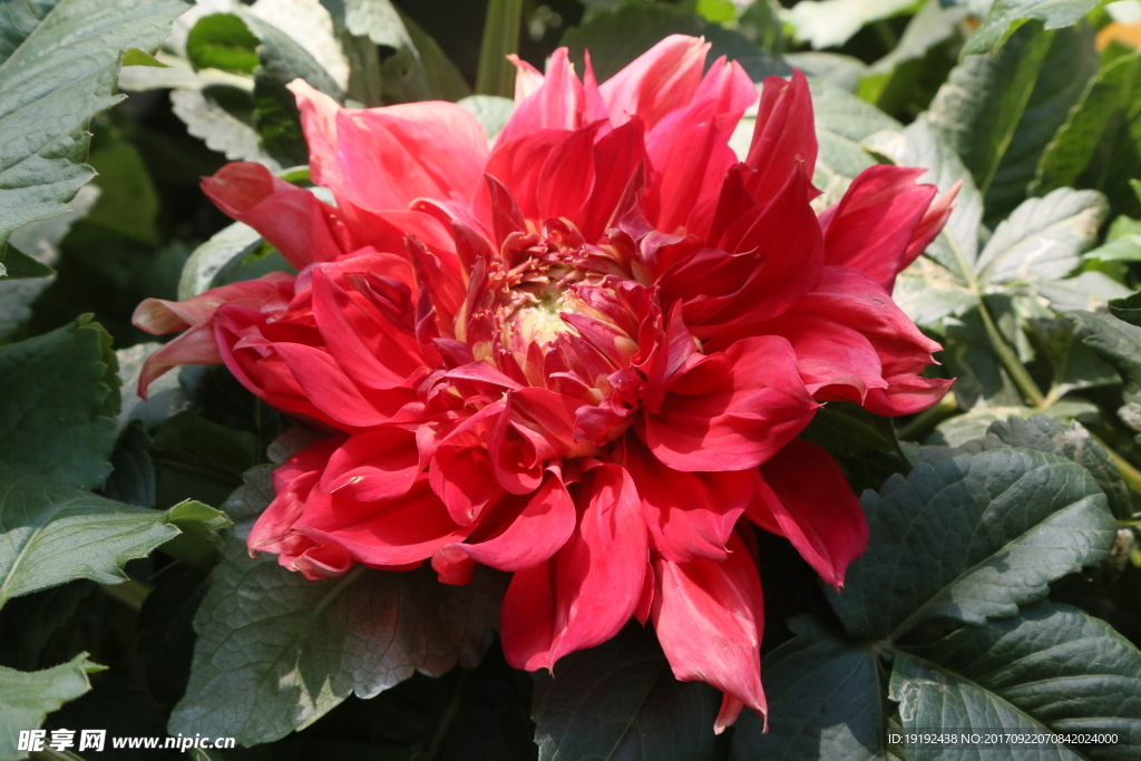 大丽花