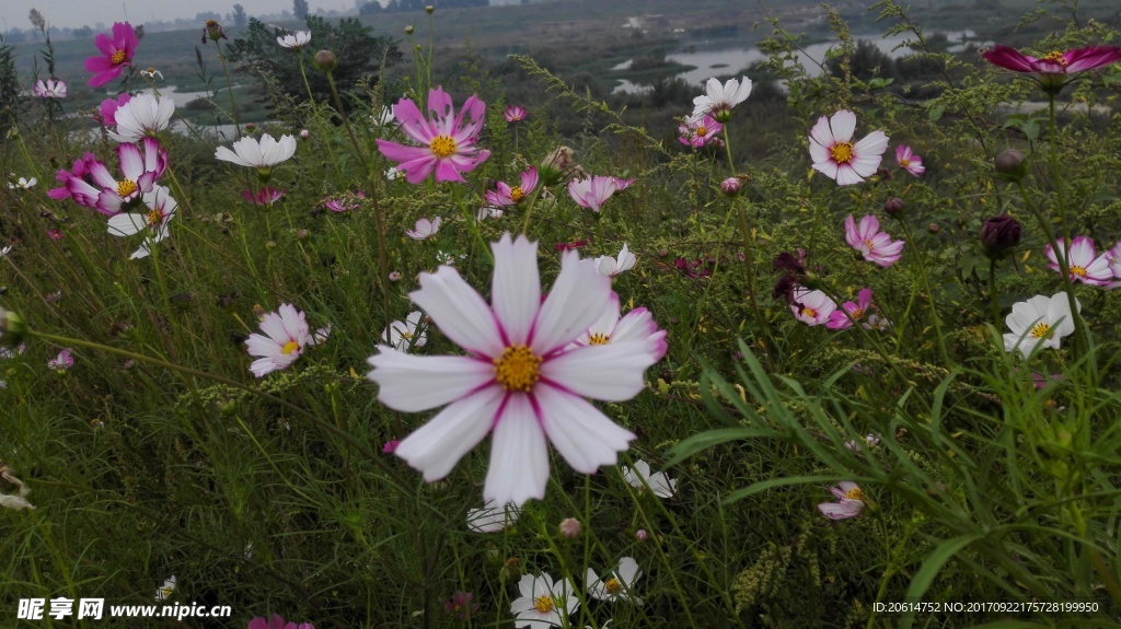 五彩缤纷的花朵