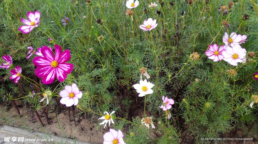 路边的野花