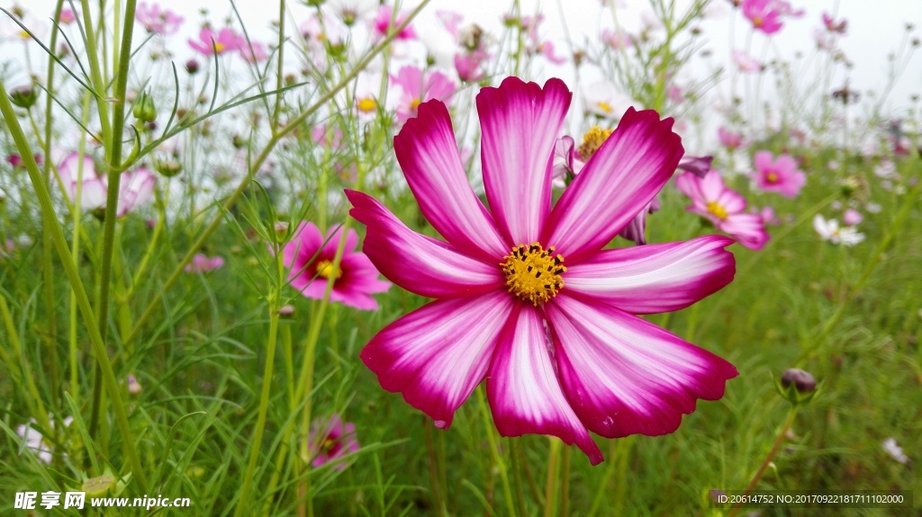 格桑花