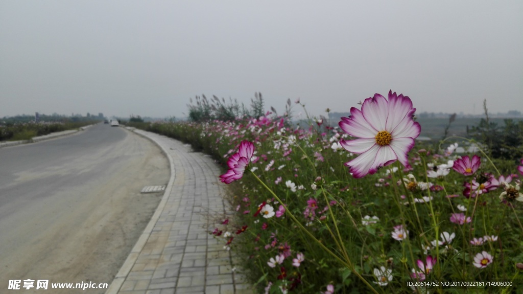 路边美丽的花朵