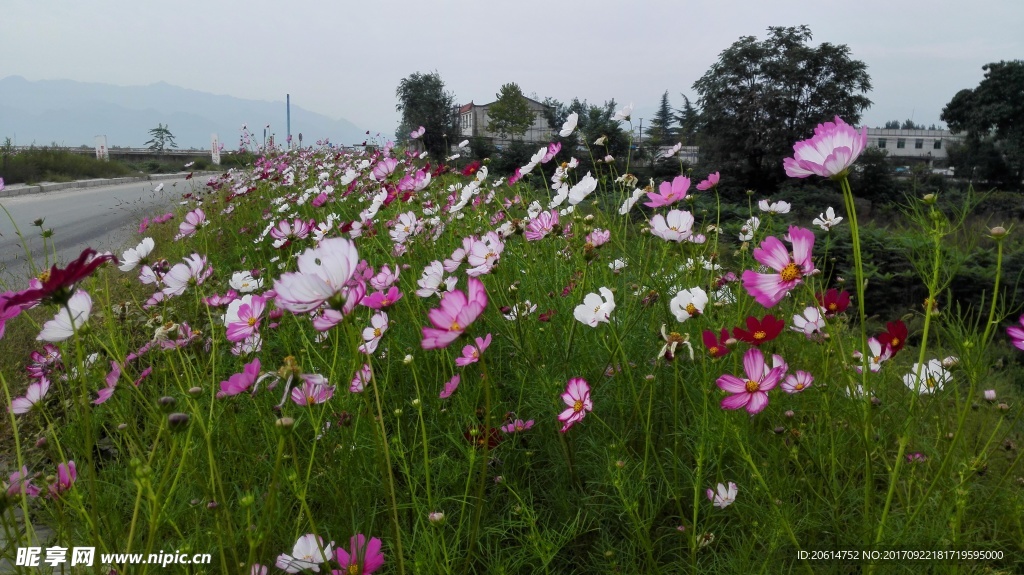 缤纷多彩的花朵