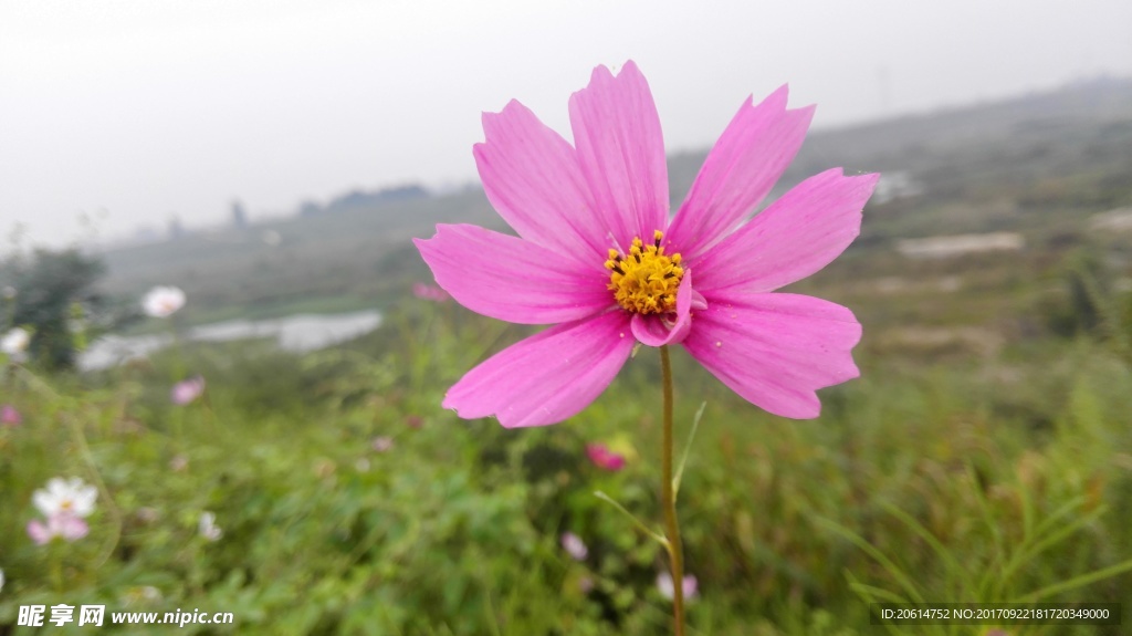 格桑花