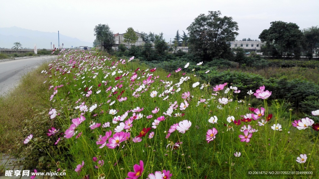 美丽的格桑花