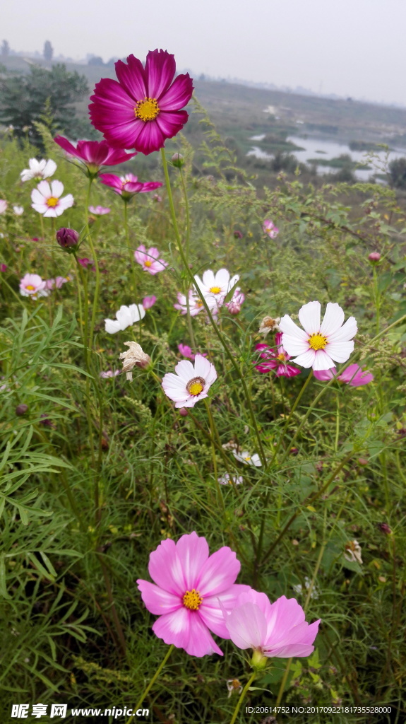 缤纷多彩的格桑花