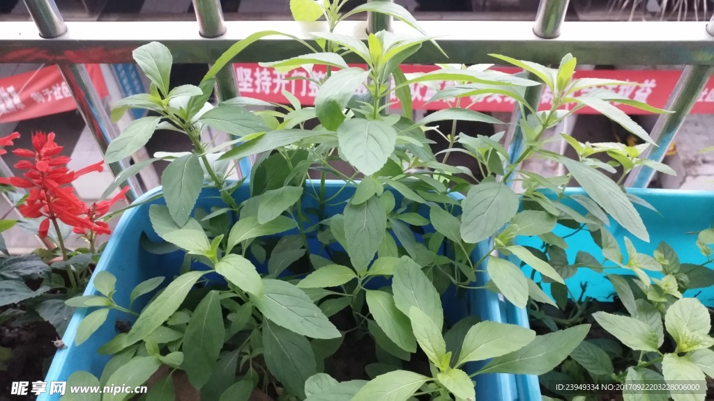 薄荷 一串红