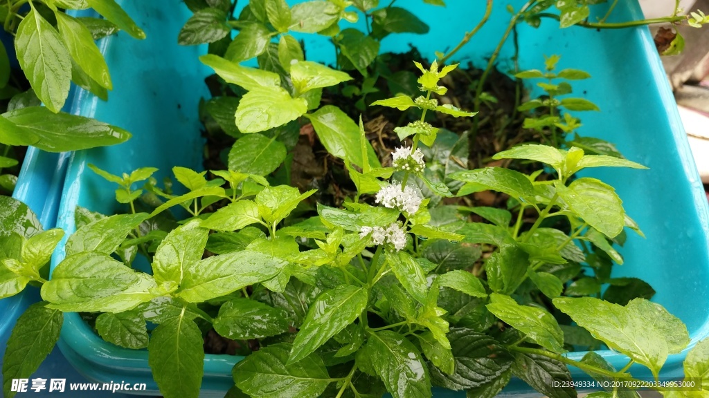 薄荷花