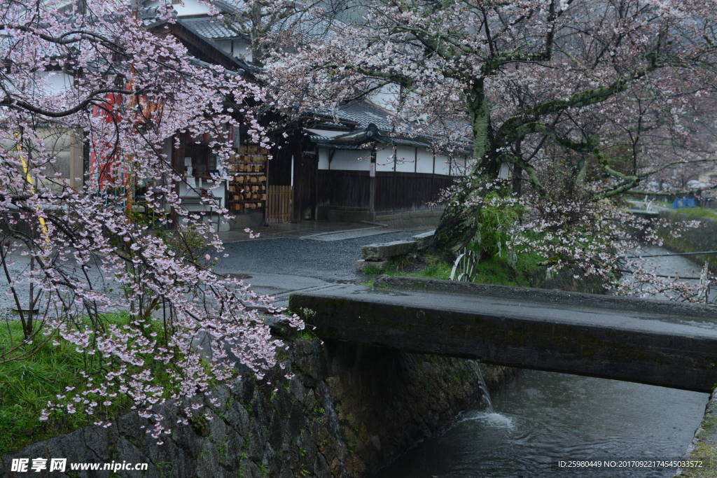 日本樱花