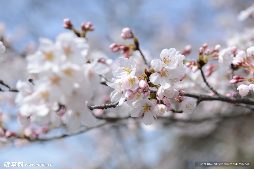 日本樱花