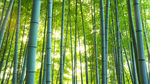 竹子背景图