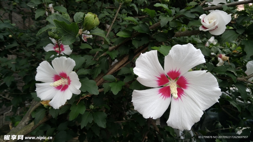木槿花