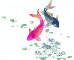 锦鲤