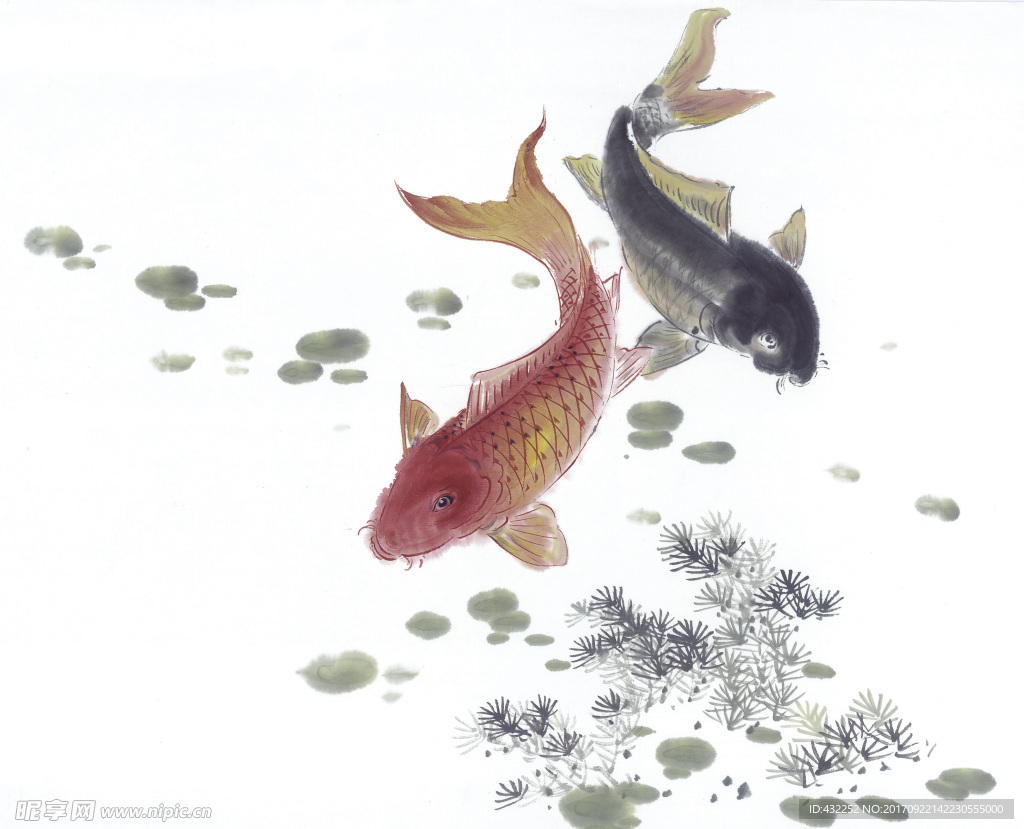 锦鲤
