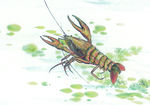 小龙虾