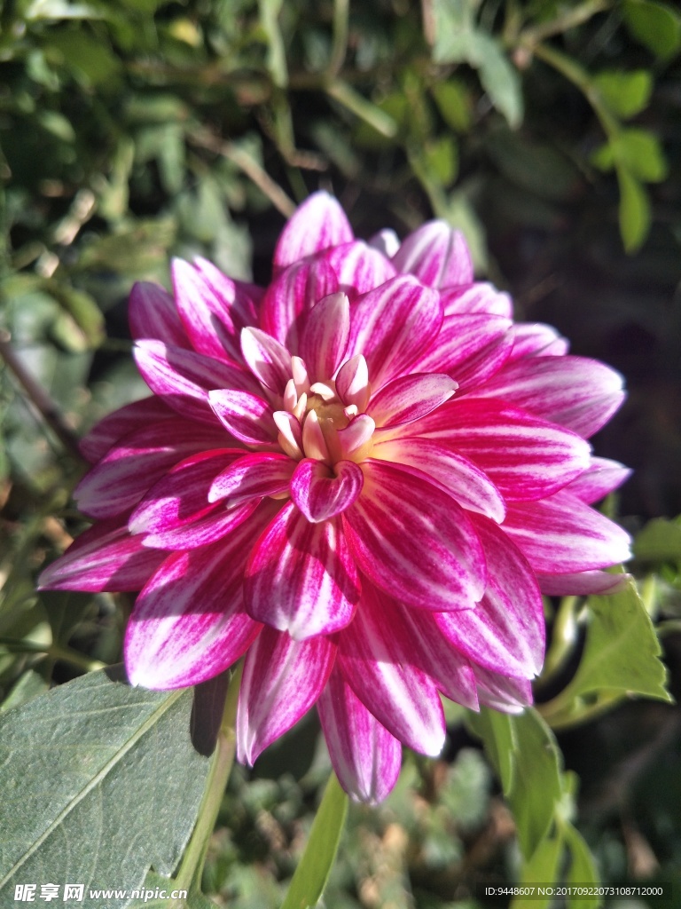 大丽花