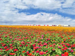 花海