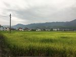 稻田