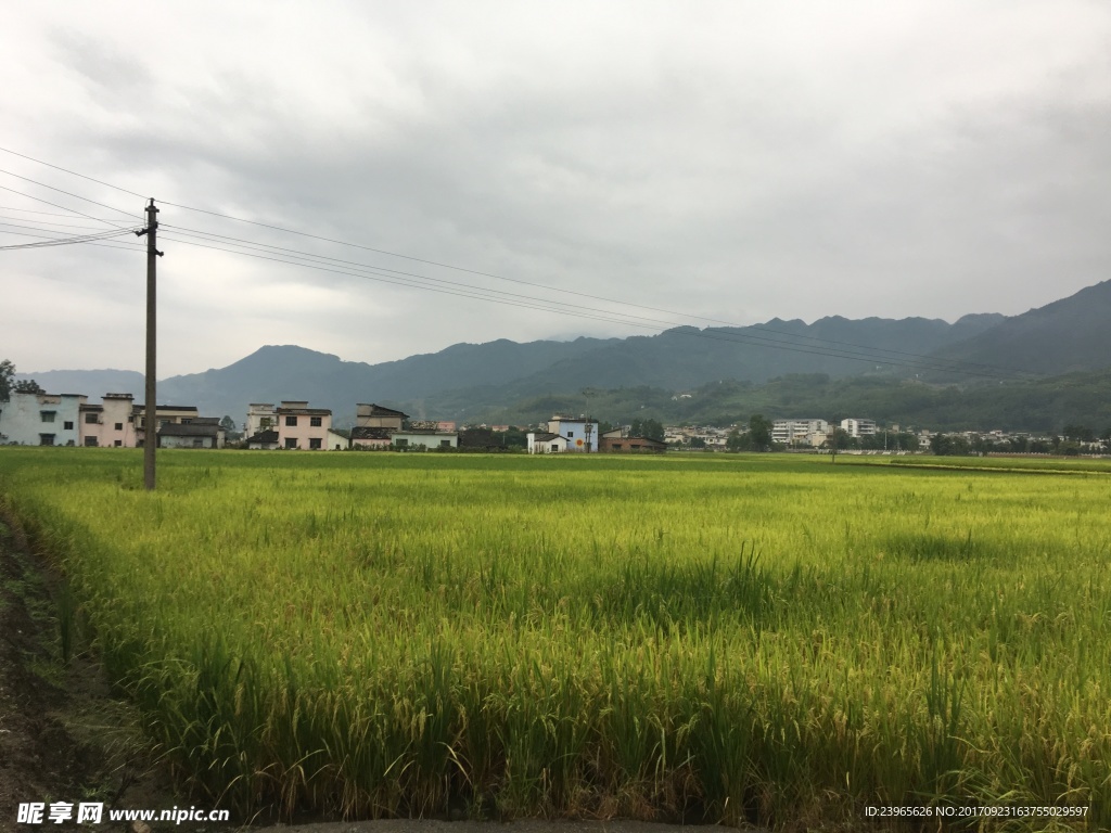 稻田
