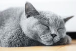 小猫