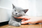 小猫