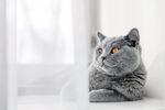 小猫
