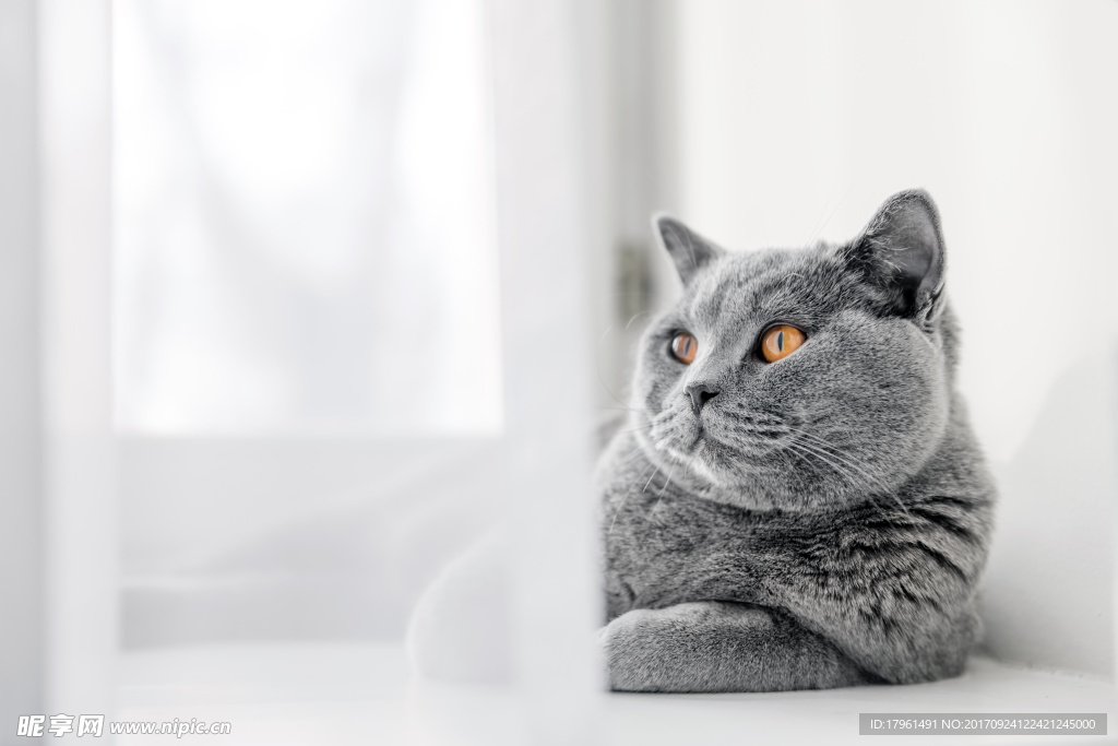 小猫