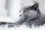 小猫