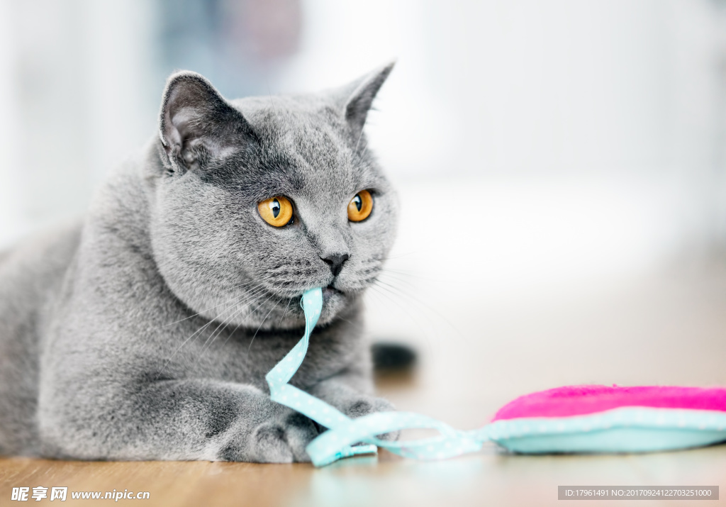 小猫