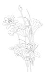 线描何花