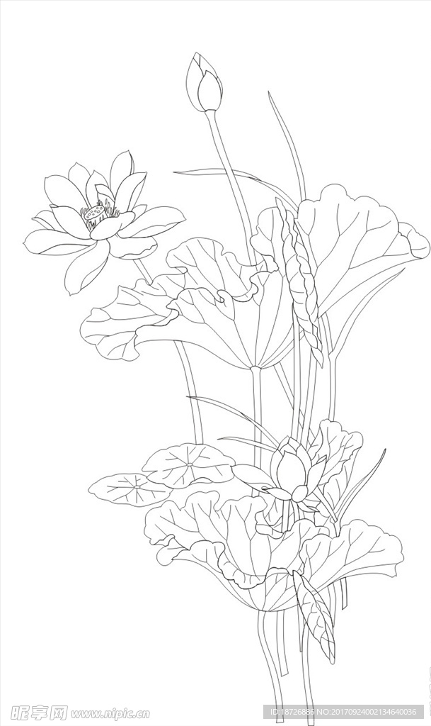 线描何花