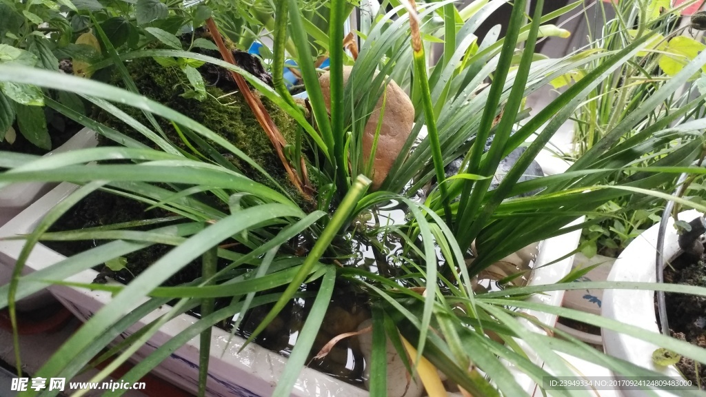 石菖蒲