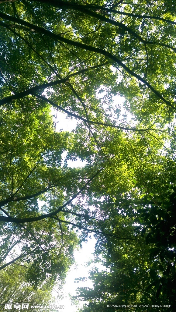 树荫