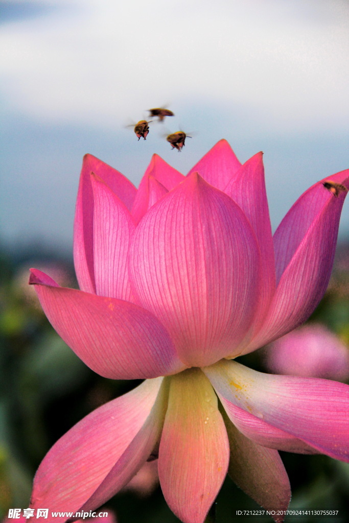荷花