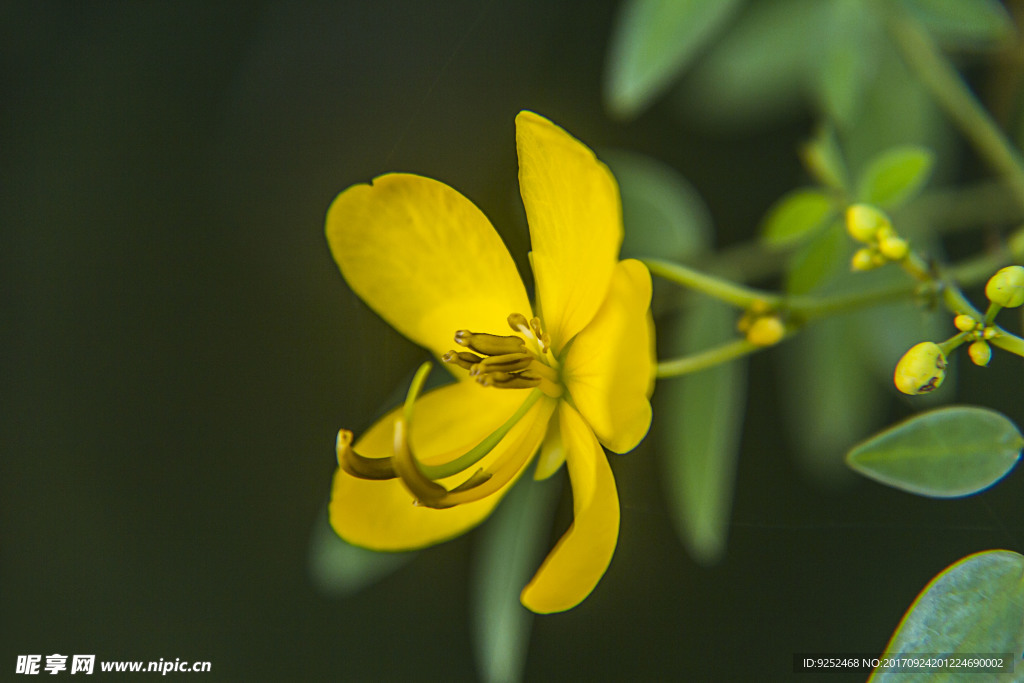 决明子花