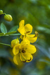 黄色 决明花