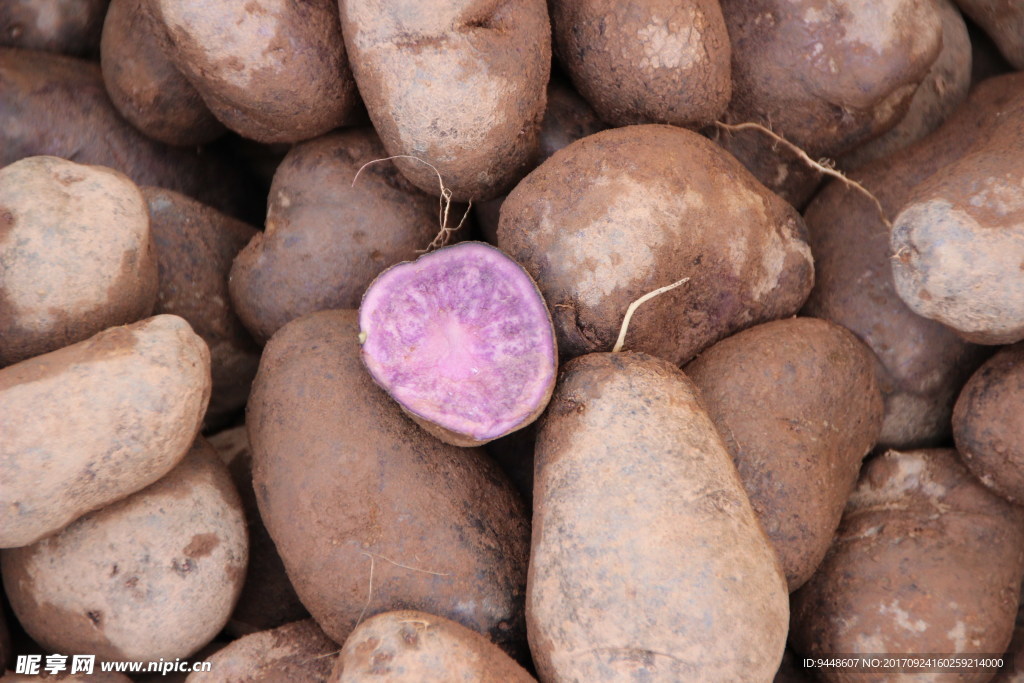 紫色的土豆图片