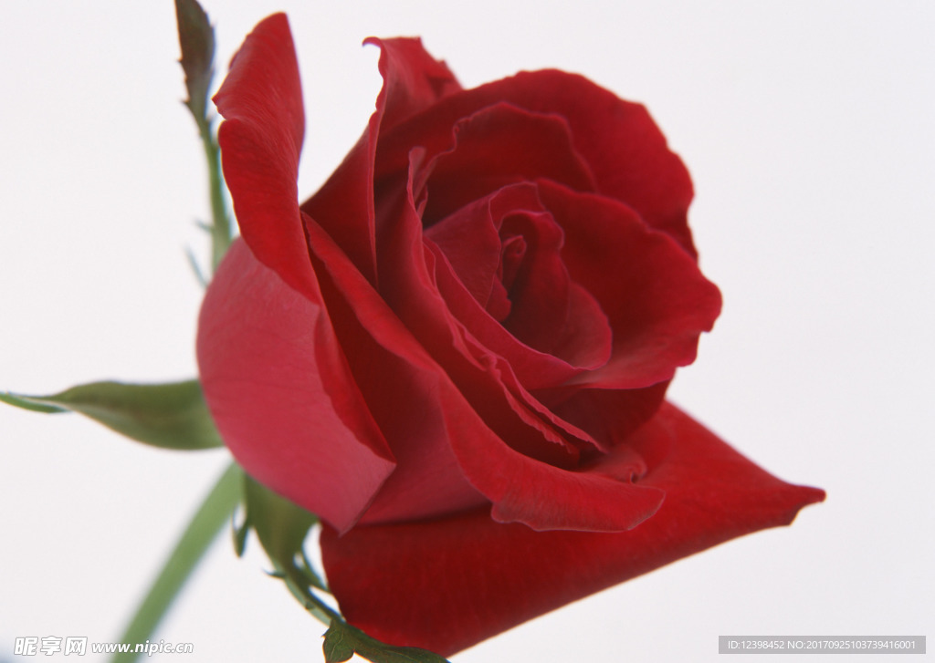 玫瑰花