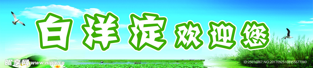 白洋淀