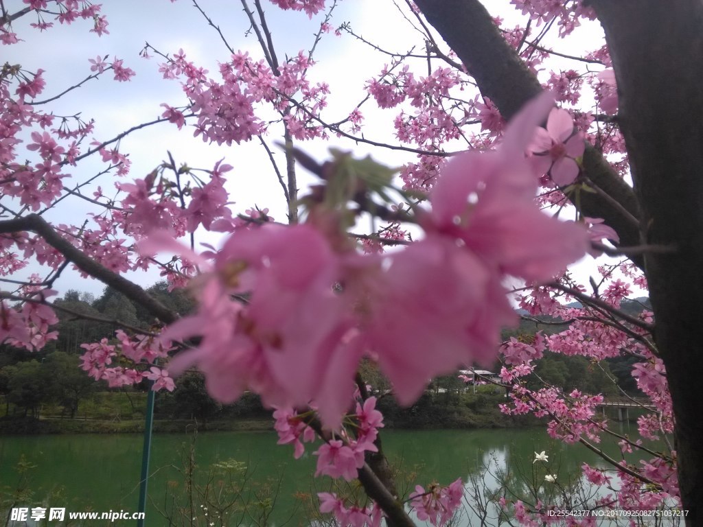 桃花