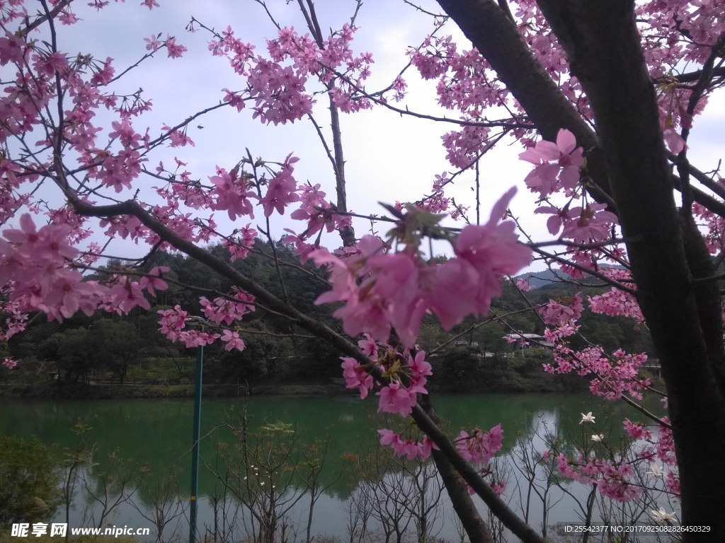 桃景