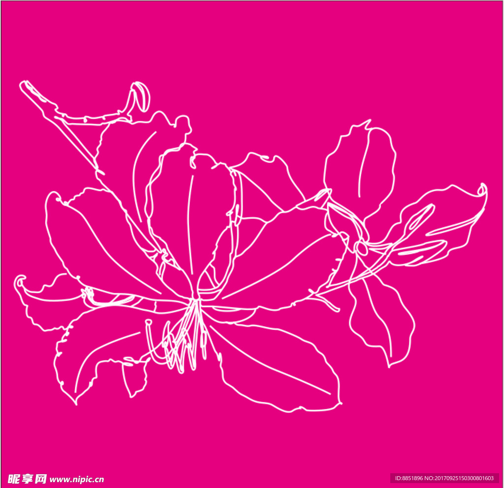 紫荆花手绘矢量