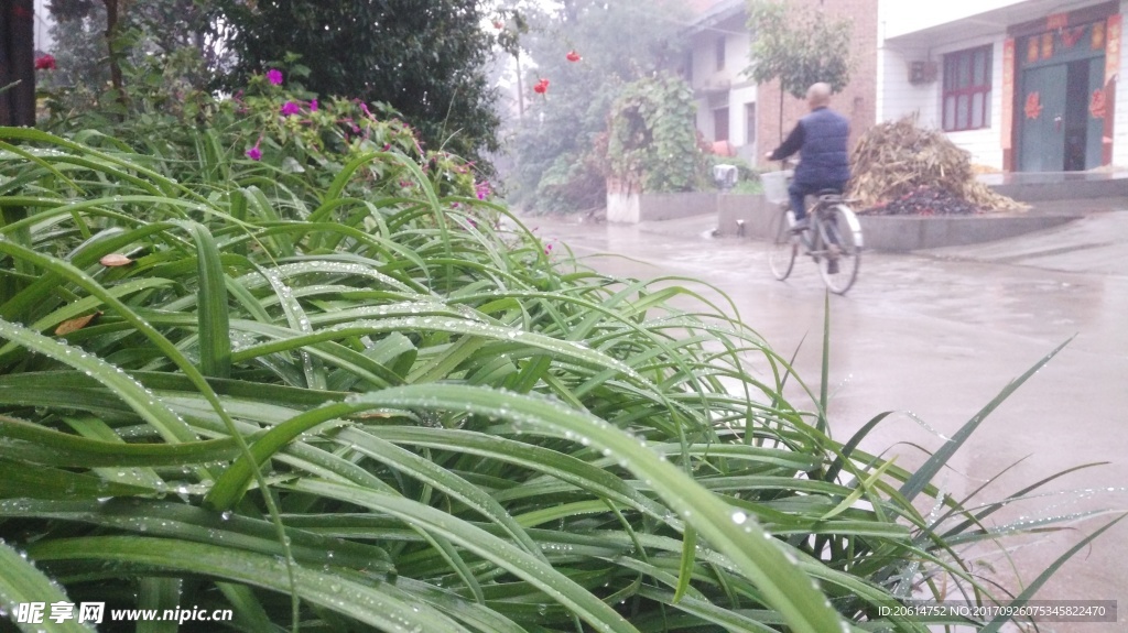 路边的绿色花卉