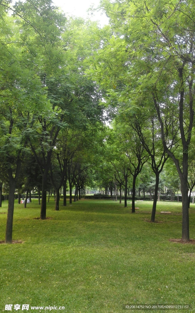 公园绿色长廊
