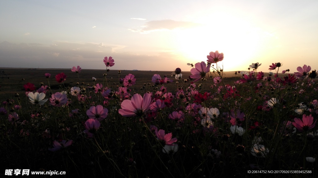 夕阳下美丽的格桑花