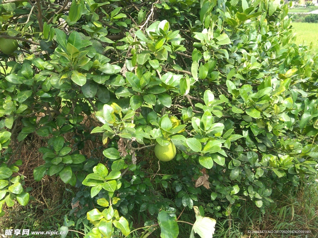 绿柚