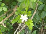 白花