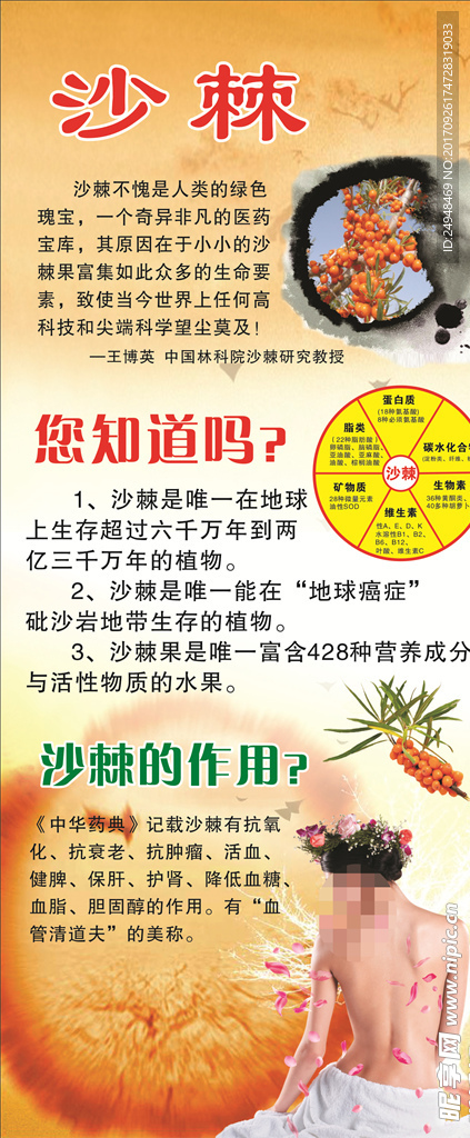 沙棘展架