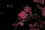 桃花 黑背景
